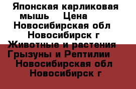 Японская карликовая мышь. › Цена ­ 50 - Новосибирская обл., Новосибирск г. Животные и растения » Грызуны и Рептилии   . Новосибирская обл.,Новосибирск г.